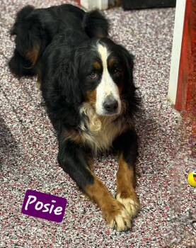 Rescue Bernadoodle Dogs for Adoption in Wheelersburg, Ohio - Posie | PetCurious