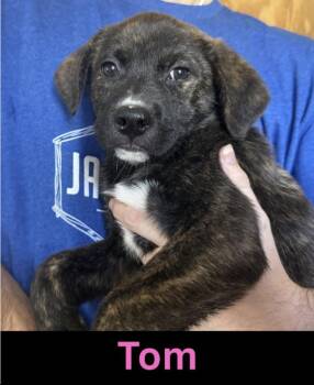 Tom -  Mixed Breed Dog Available for Adoption in The Woodlands, Texas - Tom | PetCurious