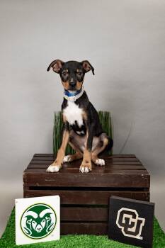 641-26 -  Terrier Dog for Adoption in Brighton, Colorado - 641-26 | PetCurious