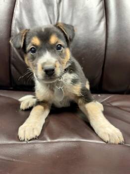 Hyperion -  Border Collie and Shepherd Dog for Adoption in Carson City, Nevada - Hyperion | PetCurious