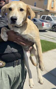 Rose -  Shepherd and Pit Bull Terrier Dog for Adoption in Victorville, California - Rose | PetCurious