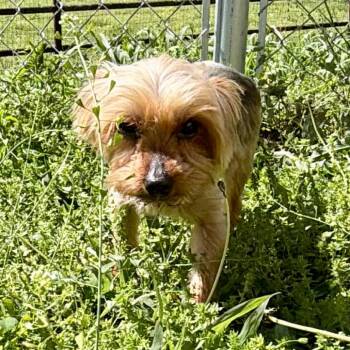 Yorkshire Terrier Dogs Available for Adoption in Peyton, Colorado - Augie - Missouri AP26-63 | PetCurious
