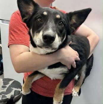 Rescue Shepherd and Mixed Breed Dogs for Adoption in Bowling Green, Kentucky - Lizzie | PetCurious