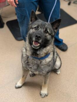 Norwegian Elkhound Dogs Available for Adoption in Chambersburg, Pennsylvania - Tank | PetCurious