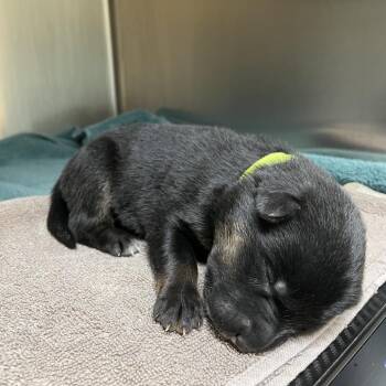 Lime Green -  Cattle Dog and German Shepherd Dog Dog for Adoption in Pasadena, California - Lime Green | PetCurious