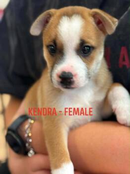 Kendra -  Boxer Dog for Adoption in Carmel Hamlet, New York - Kendra | PetCurious