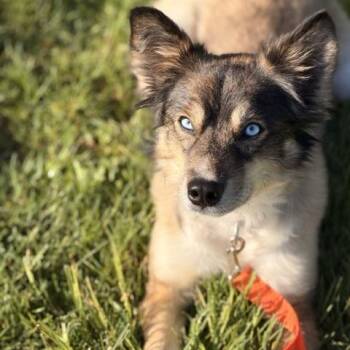 Marti -  Siberian Husky and Australian Shepherd Dog for Adoption in Sparta, New Jersey - Marti | PetCurious