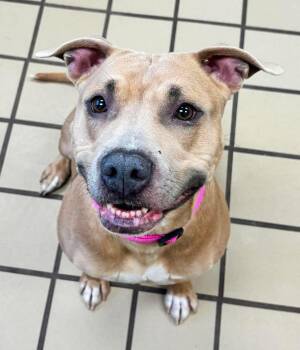 Morning Glory -  Pit Bull Terrier Dog for Adoption in White Cloud, Michigan - Morning Glory | PetCurious