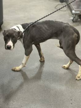 Rescue Terrier and Pit Bull Terrier Dogs for Adoption - FATIMA | PetCurious