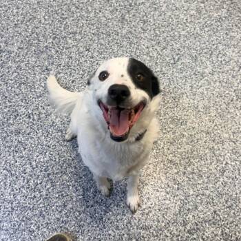 Border Collie Dogs Available for Adoption in Great Falls, Montana - Gunner | PetCurious