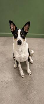 Chowder 4320 -  Australian Cattle Dog Blue Heeler and Shepherd Dog for Adoption - Chowder 4320 | PetCurious