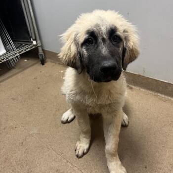 Mixed Breed Dogs Available for Adoption in Chattanooga, Tennessee - Waldo | PetCurious