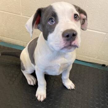 Mixed Breed Dogs Available for Adoption in Memphis, Tennessee - UKIE | PetCurious
