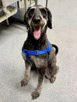 Bernedoodle Dogs Available for Adoption in St. Joseph, Michigan - Buddy | PetCurious