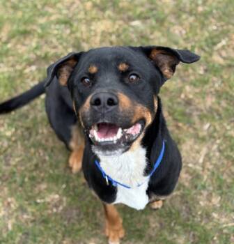 Rescue Rottweiler Dogs for Adoption in Sioux City, Iowa - Jackson | PetCurious