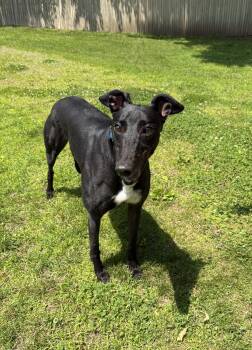 Rescue Greyhound Dogs for Adoption in Swanzey, New Hampshire - Comet | PetCurious