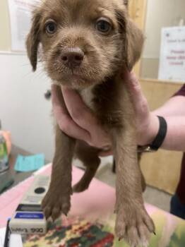 Oscar Mayer -  Poodle and Pit Bull Terrier Dog for Adoption in Vancouver, Washington - Oscar Mayer | PetCurious