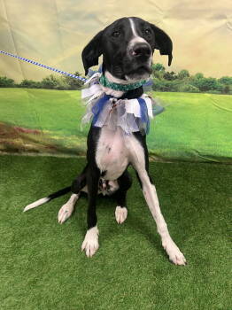 Rescue Great Dane and Pointer Dogs for Adoption in Euless, Texas - Trigger | PetCurious