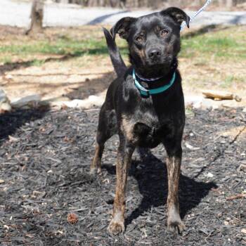 Shepherd and Mixed Breed Dogs Available for Adoption in Evensville, Tennessee - Sissy Gump | PetCurious