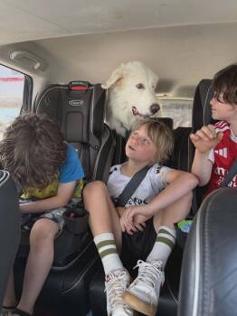 Great Pyrenees Dogs Available for Adoption in Quinlan, Texas - Jaxx SAT KA Mr Man | PetCurious