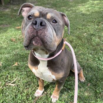 Maximus -  Pit Bull Terrier Dog for Adoption in Eatontown, New Jersey - Maximus | PetCurious