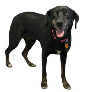 Minneau -  Catahoula Leopard Dog Dog for Adoption in Red Bluff, California - Minneau | PetCurious