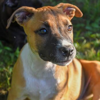 Peanut -  Black Mouth Cur Dog for Adoption in Tunica, Mississippi - Peanut | PetCurious