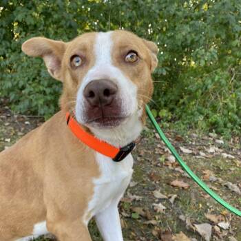 Rescue Mixed Breed Dogs for Adoption in Naperville, Illinois - Sunny | PetCurious