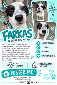 Foster Farkas -  Australian Cattle Dog Blue Heeler Dog for Adoption in Oswego, Illinois - Foster Farkas | PetCurious