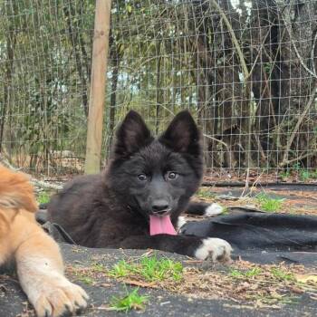 Border Collie and Husky Dogs Available for Adoption - Marceline | PetCurious