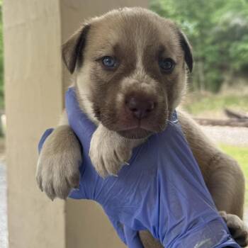 Husky and Mixed Breed Dogs Available for Adoption in Lucedale, Mississippi - MALE PUP 2 | PetCurious
