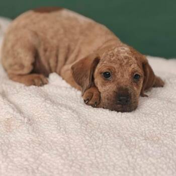 Comet -  Dachshund and Mixed Breed Dog for Adoption in Helena, Alabama - Comet | PetCurious