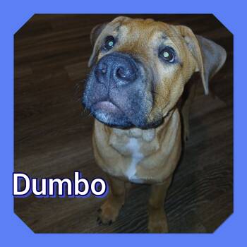 Rescue Shepherd Dogs for Adoption in Tucson, Arizona - Dumbo | PetCurious