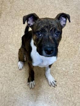 Spring -  American Staffordshire Terrier and Mixed Breed Dog for Adoption in San Antonio, Texas - Spring | PetCurious