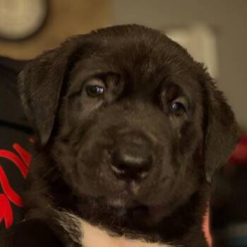 Toby - gray -  Cane Corso Dog for Adoption in Greenfield, Indiana - Toby - Gray | PetCurious