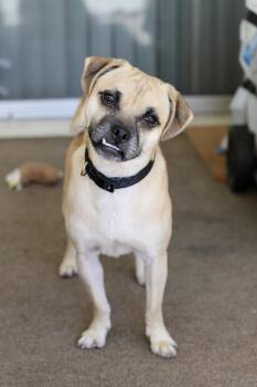 Rescue Pug and Chihuahua Dogs for Adoption in Los Angeles, California - Andy | PetCurious
