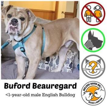 BUFORD BEAUREGARD -  English Bulldog Dog for Adoption in Bonney Lake, Washington - BUFORD BEAUREGARD | PetCurious