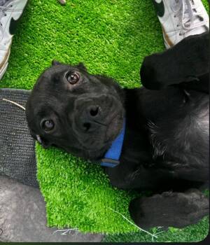 Mixed Breed Dogs Available for Adoption in Billings, Montana - Panther | PetCurious