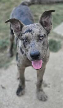 Rescue Labrador Retriever Dogs for Adoption in Brookshire, Texas - Spectra | PetCurious