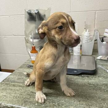 Mixed Breed Dogs Available for Adoption in New York, New York - Petal | PetCurious