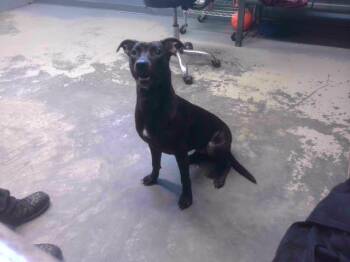 Rescue Labrador Retriever and Mixed Breed Dogs for Adoption in Tallahassee, Florida - VELVET | PetCurious