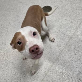 Tigger -  Mixed Breed Dog Available for Adoption in Binghamton, New York - Tigger | PetCurious