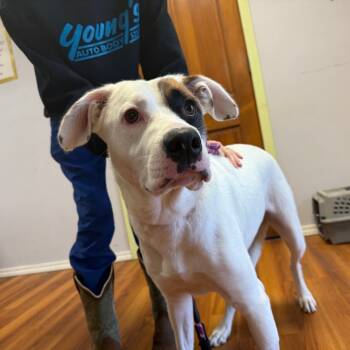 Rescue Mixed Breed Dogs for Adoption in Corbin, Kentucky - Sloane | PetCurious