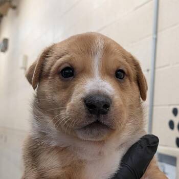 Mixed Breed Dogs Available for Adoption - 296 (2026) Clark | PetCurious