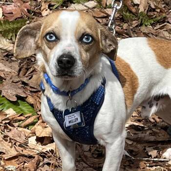 Beagle and Chihuahua Dogs Available for Adoption - Miller | PetCurious