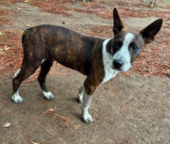 Hershey -  Shepherd Dog for Adoption in Little Rock, Arkansas - Hershey | PetCurious