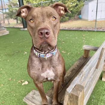 Pit Bull Terrier Dogs Available for Adoption - Jasmine | PetCurious