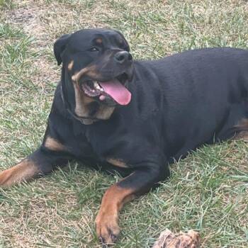 Nala - Home to Home -  Rottweiler Dog for Adoption in South Elgin, Illinois - Nala - Home To Home | PetCurious
