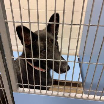Daisy -  German Shepherd Dog Dog for Adoption in Council Bluffs, Iowa - Daisy | PetCurious
