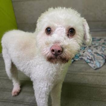 Beau The Xth -  Bichon Frise and Poodle Dog for Adoption in San Jacinto, California - Beau The Xth | PetCurious